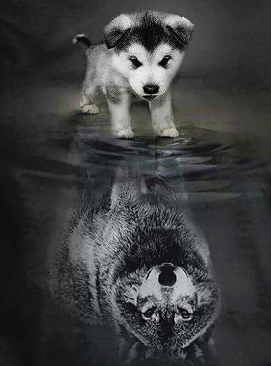 diamond painting hond wolf
