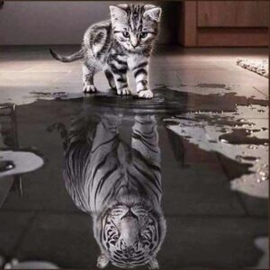 diamond painting kitten tijger