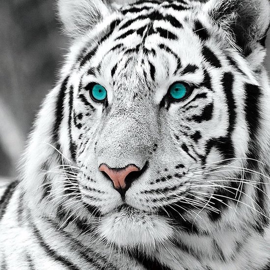 Barcelona Suradam Gebruikelijk Diamond painting tijger wit - De Goedkoopste