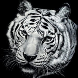 diamond painting tijger zwart wit
