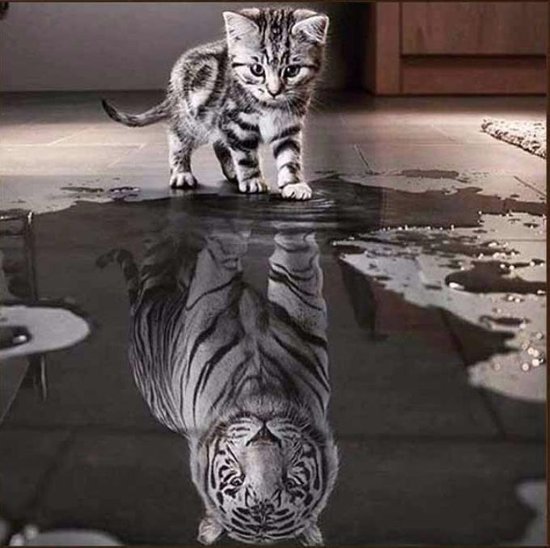 diamond painting kitten tijger