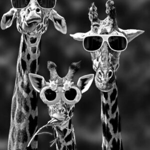 Diamond painting giraffe met zonnebril