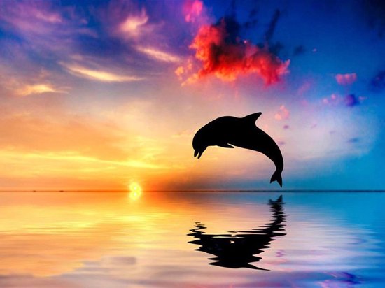 Diamond painting springende dolfijn