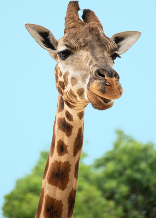 diamond painting giraffe hoofd