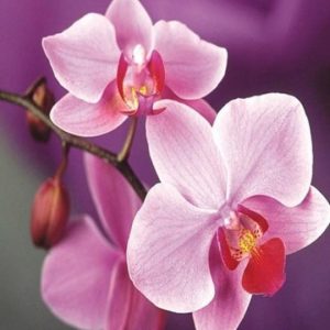 diamond painting orchidee