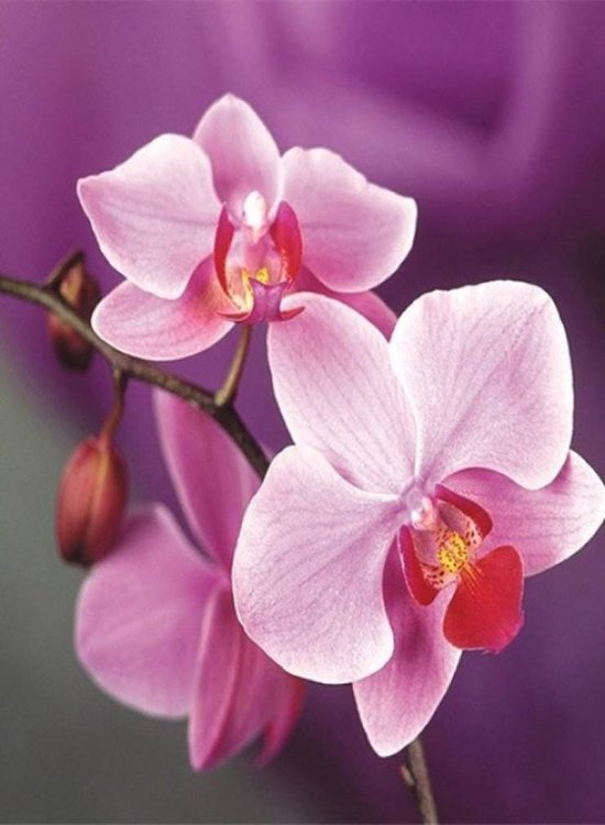 diamond painting orchidee
